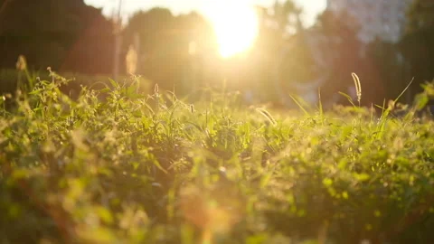 Evening on the meadow, sunset light on ears of grass Stock Footage 197610394