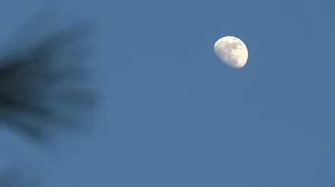 Evening Moon Vidéo 22219485