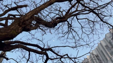 The evening moon is visible from afar Stock Footage 304609013