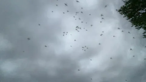 Evening Mosquito Swarm in the Forest slow motion Stock Footage 280684310