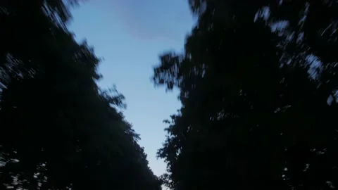 Evening Move Under The Trees Stock Footage 138954835