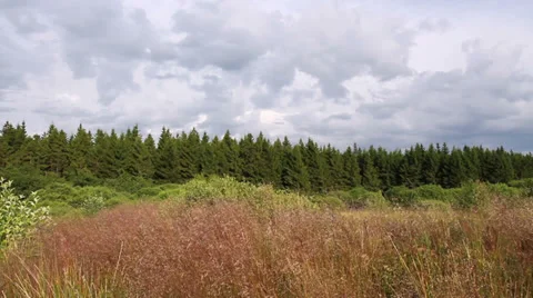 Evening in a nature reserve. Stock Footage 39945423