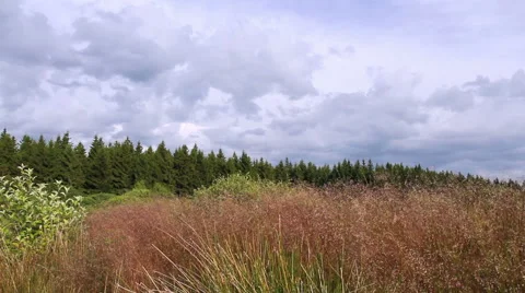 Evening in a nature reserve. Video stock 40331663