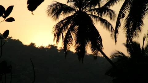 Evening in paddy field Stock Footage 700244