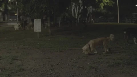 Evening in Panama and the Dogs Stock-Footage 343748260