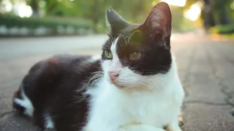 In Evening in Park Close Up Black and White Cat Looking Interesting Something Stock Footage 153578718