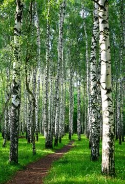 Evening pathway in the summer birch forest Stock-Fotos