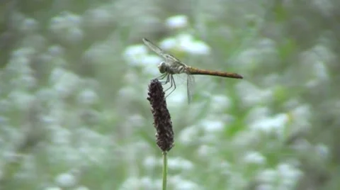 Evening  photography, dragonfly Stock Footage 67358032