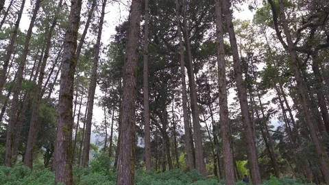 In the evening pine forest Stock Footage 117492234