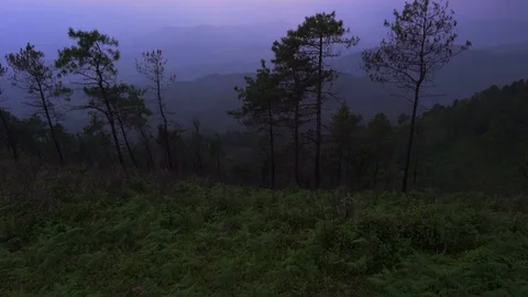 In the evening pine forest Stock Footage 117492403