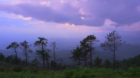 In the evening pine forest Stock Footage 117492413