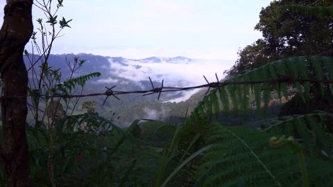 In the evening pine forest Stock Footage 117573265