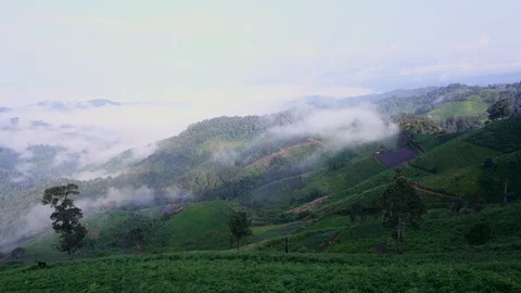 In the evening pine forest Stock Footage 117573327