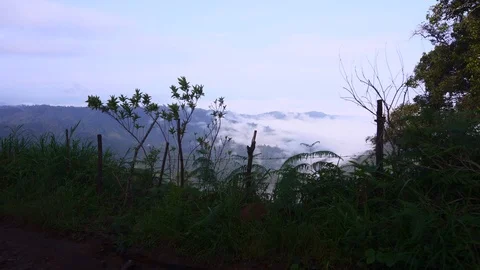 In the evening pine forest Stock Footage 117573392