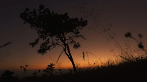 In the evening pine forest Stock Footage 120820952