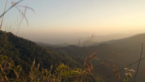 In the evening pine forest Stock Footage 121440402