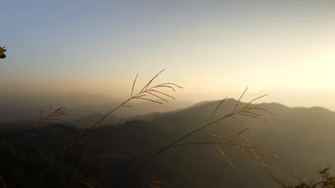 In the evening pine forest Stock Footage 121440407
