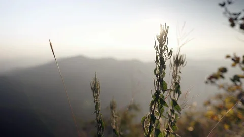 In the evening pine forest Stock Footage 121440410