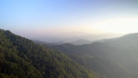 In the evening pine forest Stock Footage 121440601