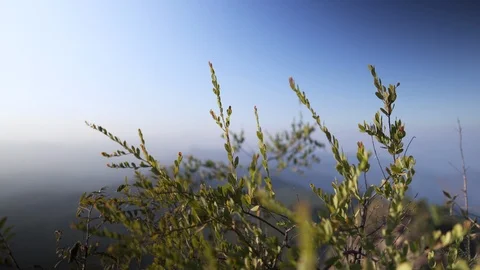 In the evening pine forest Stock Footage 121440653