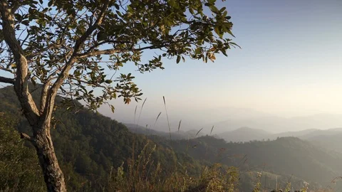 In the evening pine forest Stock Footage 121440654