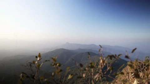 In the evening pine forest Stock Footage 121440673