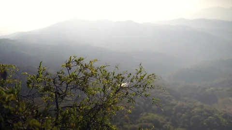 In the evening pine forest Stock Footage 121440792