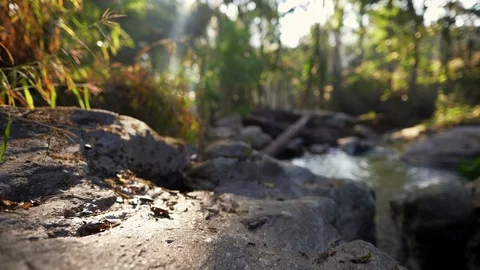 In the evening pine forest Stock Footage 121440833