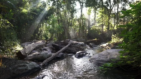 In the evening pine forest Stock Footage 121440922