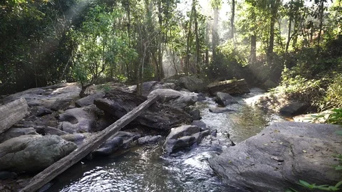 In the evening pine forest Stock Footage 121440938