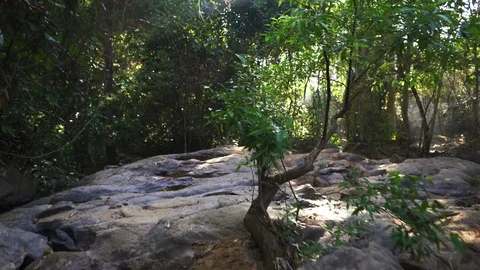 In the evening pine forest Stock Footage 121440984