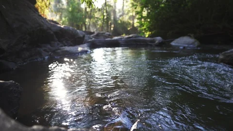 In the evening pine forest Stock Footage 121441052