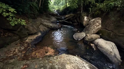 In the evening pine forest Stock Footage 121442226