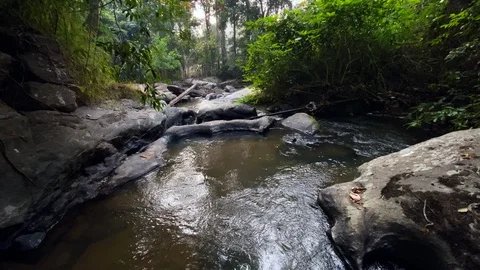 In the evening pine forest Stock Footage 121442266