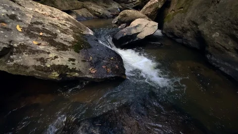 In the evening pine forest Stock Footage 121442477