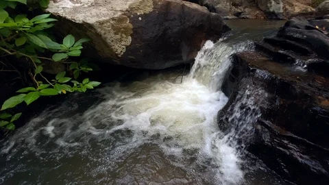 In the evening pine forest Stock Footage 121442621