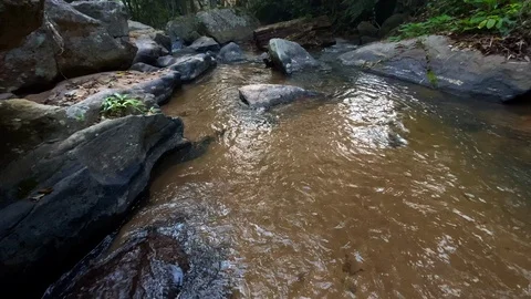 In the evening pine forest Stock Footage 121442647