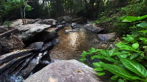 In the evening pine forest Stock Footage 121442740