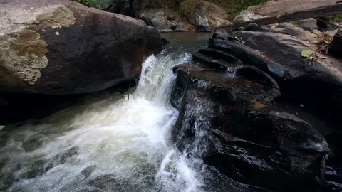 In the evening pine forest Stock Footage 121442798