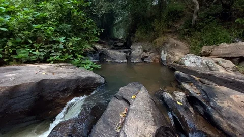 In the evening pine forest Stock Footage 121442867