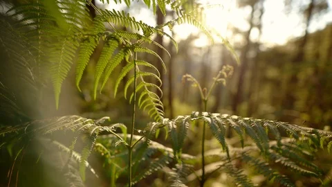 In the evening pine forest Stock Footage 121603892
