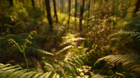 In the evening pine forest Stock Footage 121603913