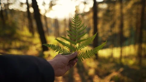 In the evening pine forest Stock Footage 121604000