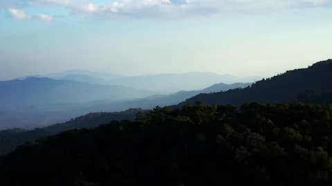 In the evening pine forest Stock Footage 121604970