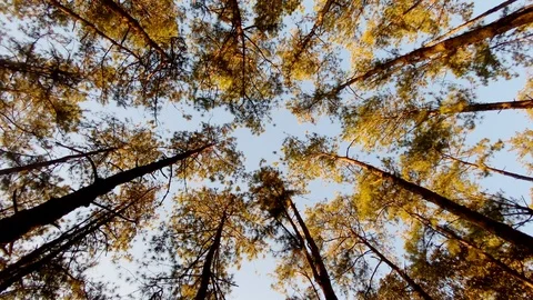 In the evening pine forest Stock Footage 121605068