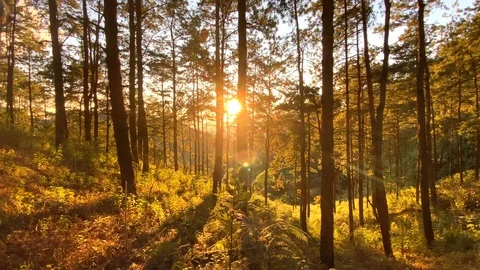 In the evening pine forest Stock Footage 121605105