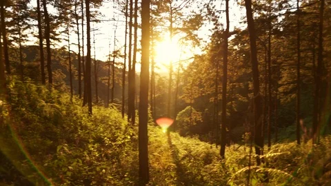 In the evening pine forest Stock Footage 121605275