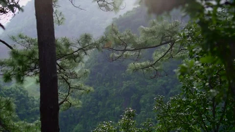 In the evening pine forest Stock Footage 248767685