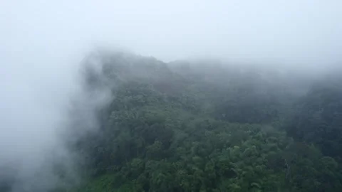 In the evening pine forest Video stock 248767726