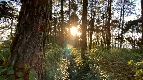 Evening pine forest - Green forest beautiful nature Stock Footage 119190292